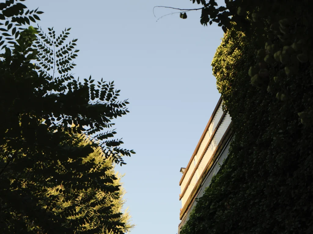 Ivy & Sky