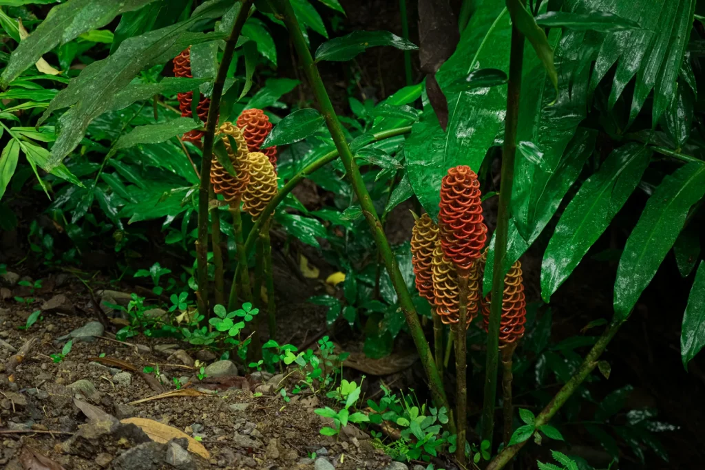 Understory